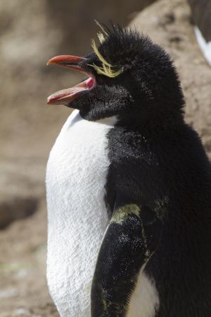 New Island, West Falklands 553.jpg